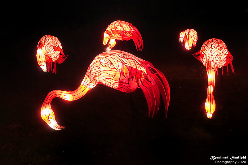 Bernhard Saalfeld - China-Light-Festival 2020 (7v9)